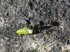 Myrmicaria nigra