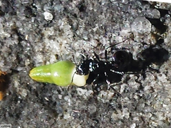 Myrmicaria nigra