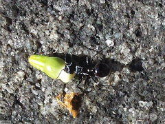 Myrmicaria nigra