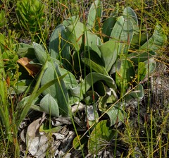 Mairia coriacea