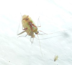 Phytocoris tibialis