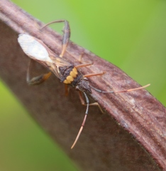Tupalus fasciatus