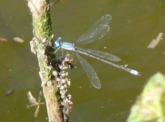 Lestes forficula