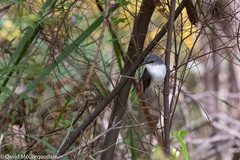 Eopsaltria georgiana