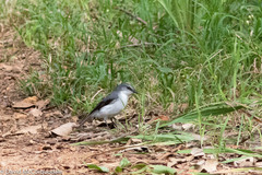 Eopsaltria georgiana