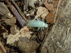 Blepharidopterus provancheri