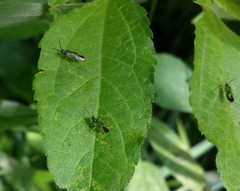 Ilnacora malina