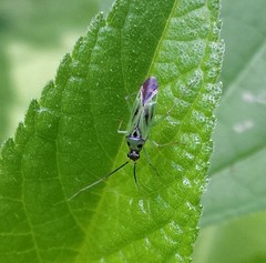 Ilnacora malina
