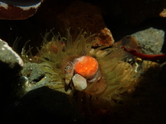 Aplidium benhami