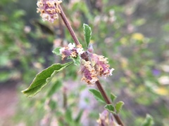 Lippia palmeri