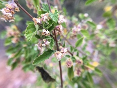 Lippia palmeri