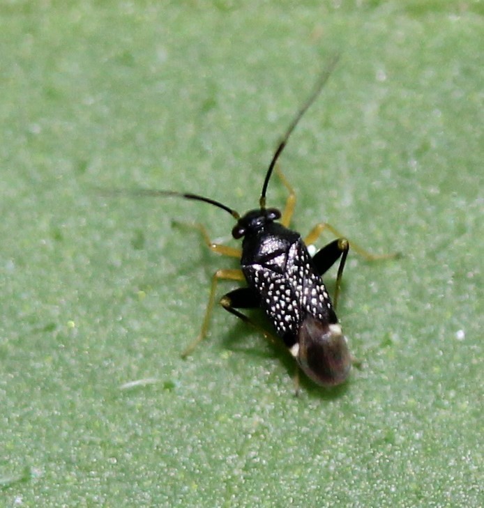 Garden fleahopper