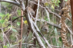 Sericornis maculatus