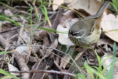 Sericornis maculatus