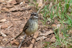 Sericornis maculatus