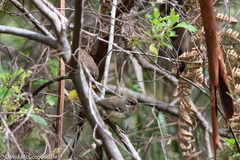 Sericornis maculatus