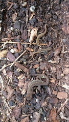 Lissotriton