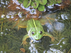 Euphlyctis hexadactyla