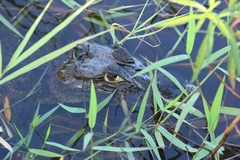 Caiman crocodilus fuscus
