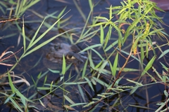 Caiman crocodilus fuscus