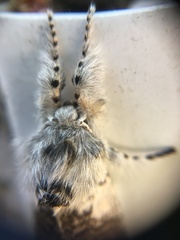 Calliteara pseudabietis