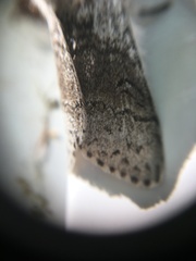 Calliteara pseudabietis