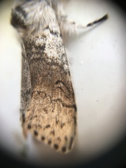 Calliteara pseudabietis