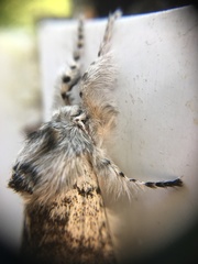 Calliteara pseudabietis