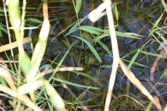Caiman crocodilus fuscus