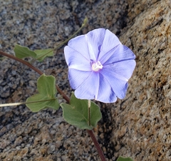 Jacquemontia abutiloides