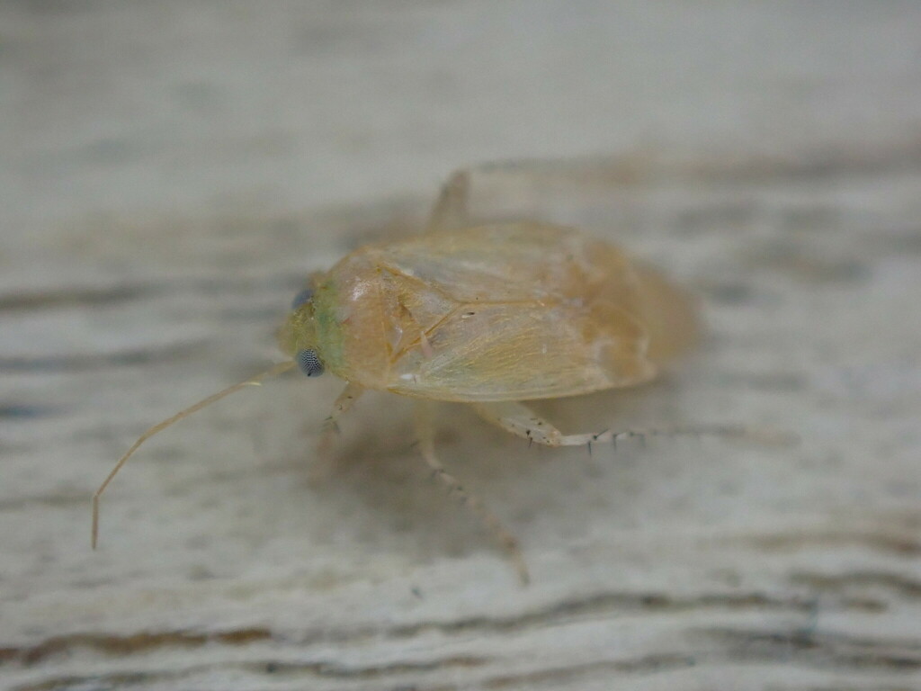 Psallus anaemicus