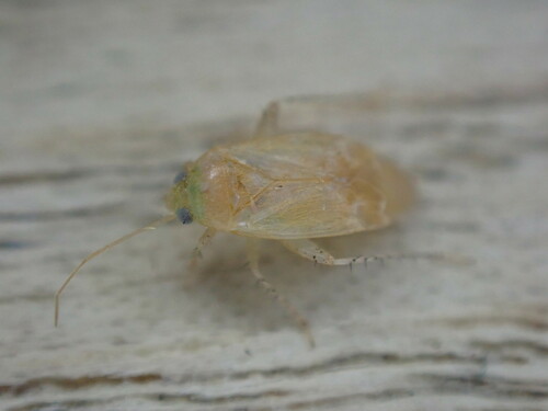 Psallus anaemicus