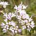 Hartwrightia floridana - Photo (c) Edwin Bridges, μερικά δικαιώματα διατηρούνται (CC BY-NC)