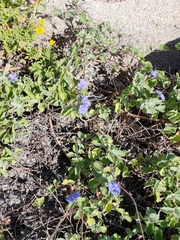 Jacquemontia abutiloides