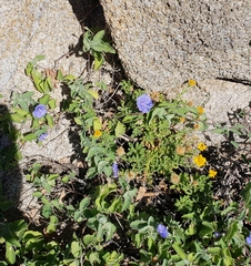 Jacquemontia abutiloides