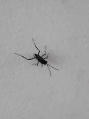 Evania appendigaster