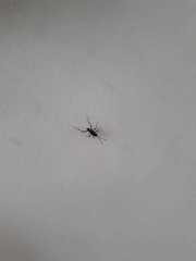 Evania appendigaster