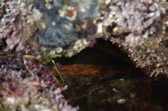 Gymnothorax mordax