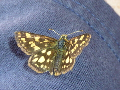 Carterocephalus skada