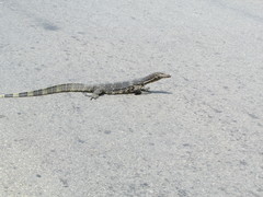 Varanus salvator salvator