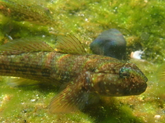 Southern Frillfin photo 4