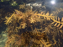 Carpophyllum maschalocarpum