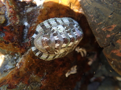Sypharochiton