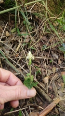 Disperis lindleyana