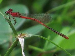 Agriocnemis femina
