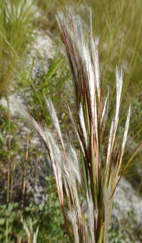 Andropogon floridanus Scribn.