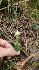 Disperis lindleyana