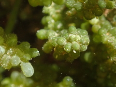 Caulerpa geminata