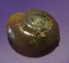 Oxychilus draparnaudi