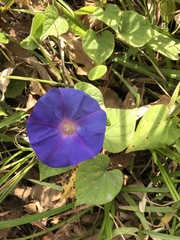 Ipomoea purpurea